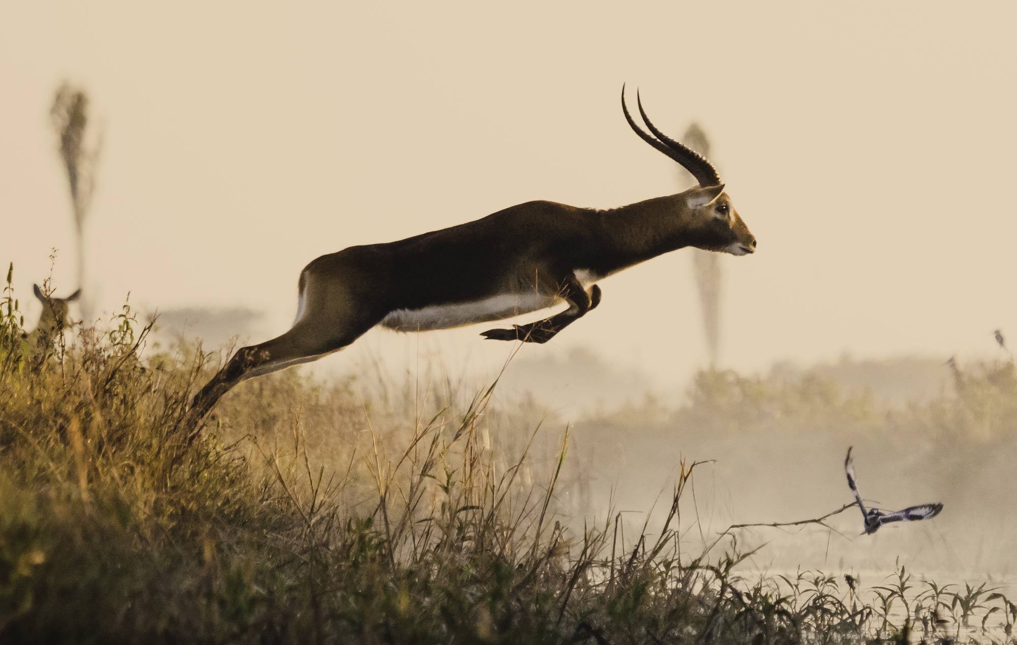 Bangweulu | African Parks