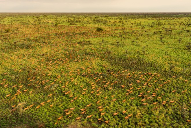 Aerial view of tiang antelope on a green field South Sudan © Marcus Westberg