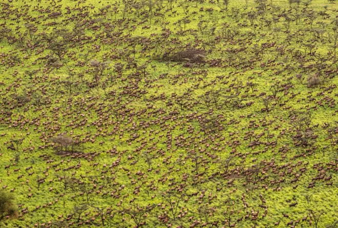  A herd of tiang antelope in Boma and Badingilo National Parks, South Sudan, during their annual migration. Marcus Westberg 