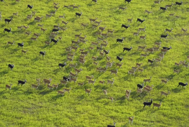 Aerial Antelope South Sudan Migration AP Photo / Brian Inganga