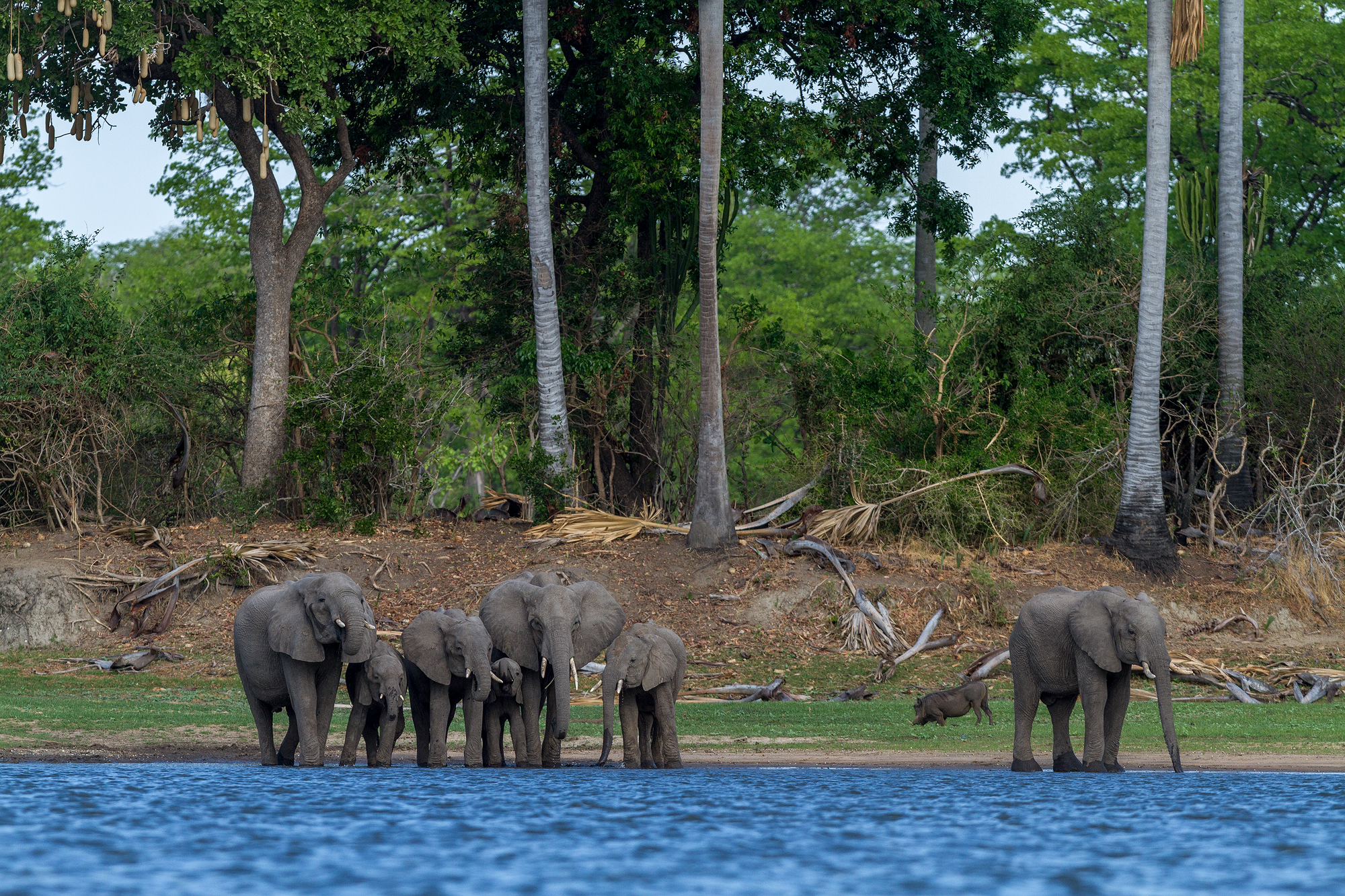 Solution to Human Wildlife Conflict Under Way at Liwonde National Park