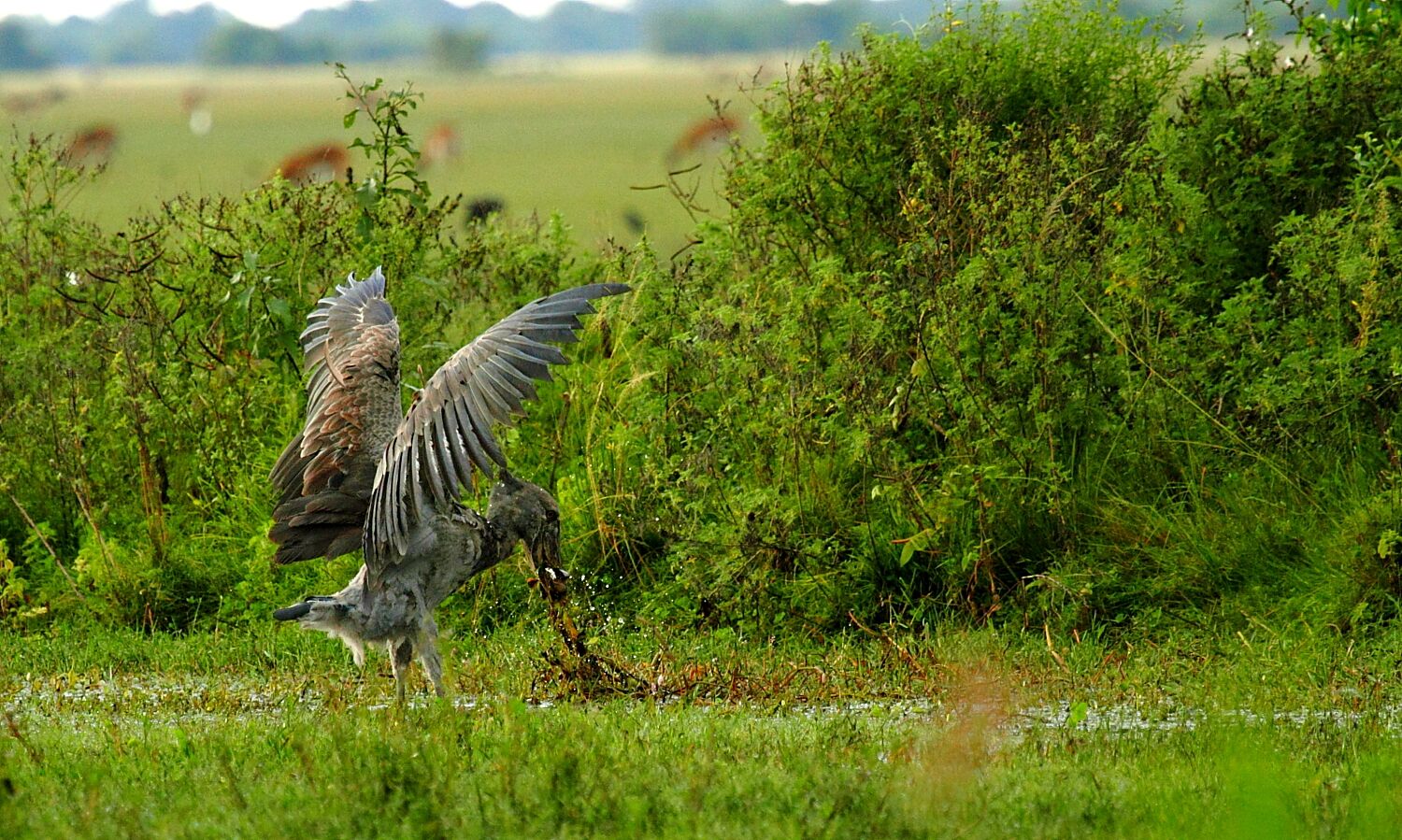 The Tale Of Two Shoebills African Parks