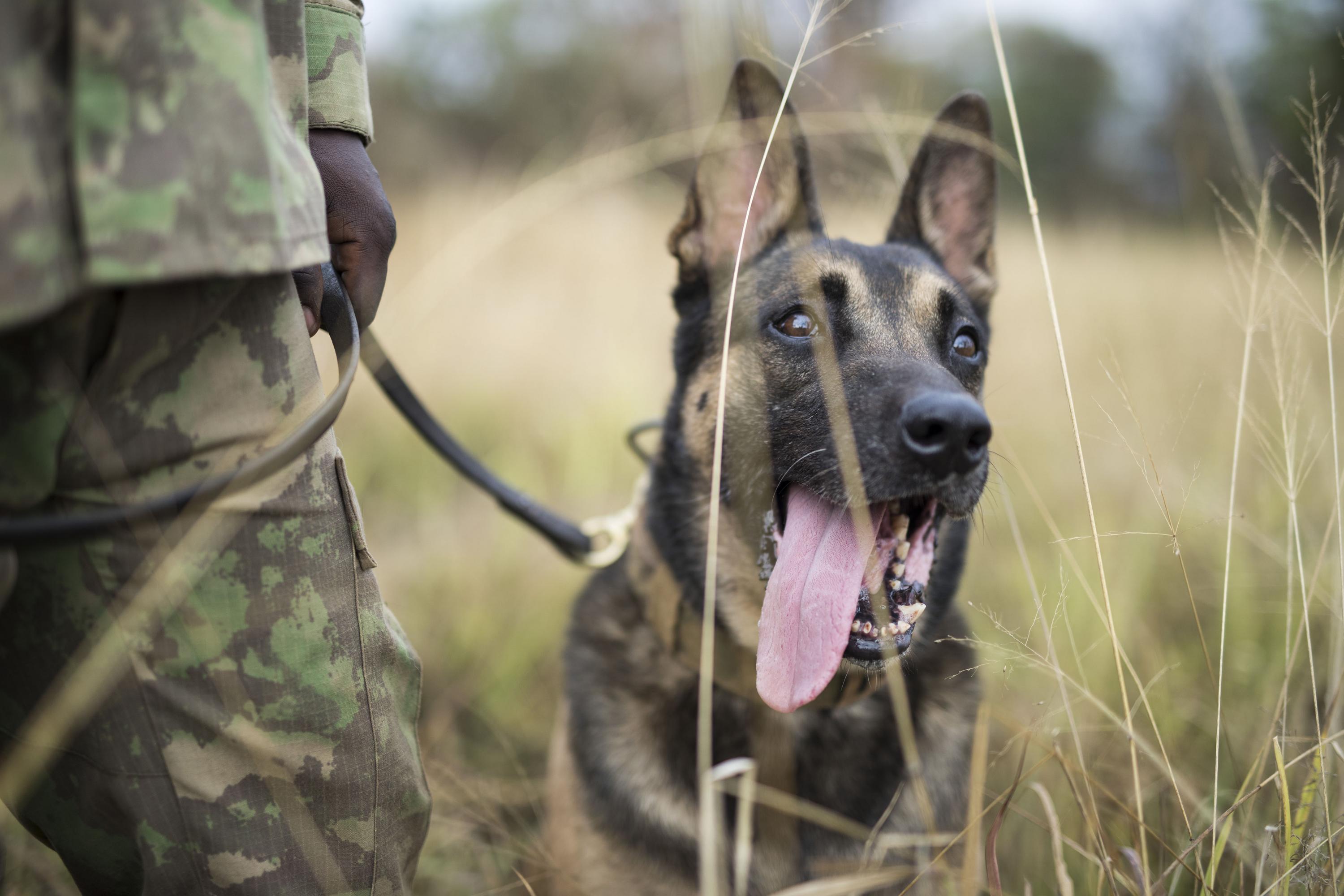 IUCN SOS Grant: Akagera's K9 Unit continues to safeguard people and ...