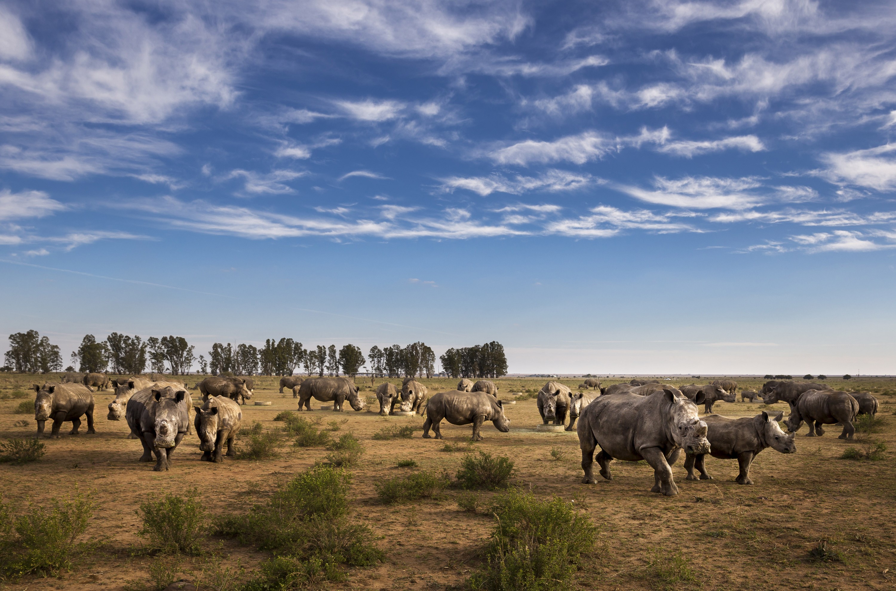 2,000 Southern White Rhino to be Released into the Wild Over Next 10 ...